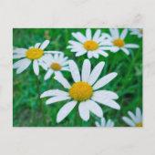 Oxeye Daisy Blume Meadow Foto Fotografie Kunst Postkarte (Vorderseite)