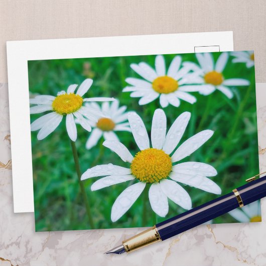 Oxeye Daisy Blume Meadow Foto Fotografie Kunst Postkarte