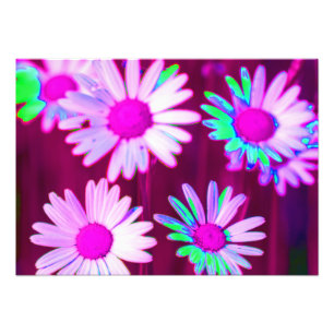 Oxeye Daisy Meadow Pop Art Style Fotodruck