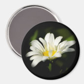 Oxeye Daisy Round Magnet (Vorderseite/Rückseite)