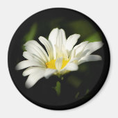 Oxeye Daisy Round Magnet (Vorne)