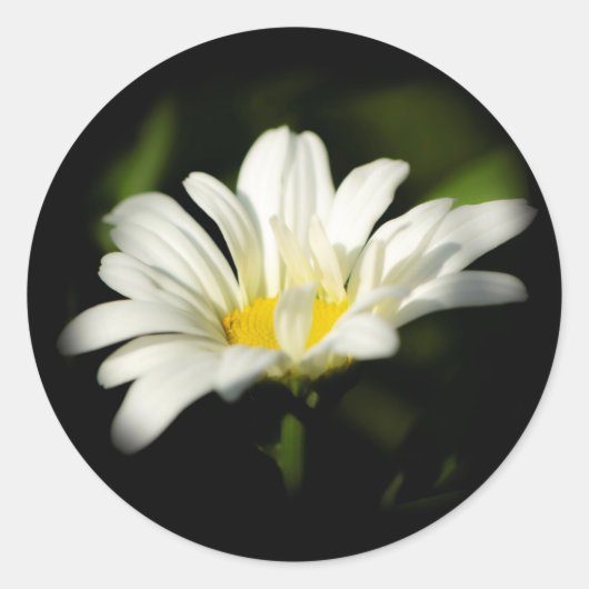 Oxeye Daisy Round Sticker (Vorderseite)