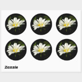 Oxeye Daisy Round Sticker (Blatt)