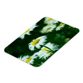 Oxeye White Daisies Abstrakter Impressionismus Magnet (Linke Seite)
