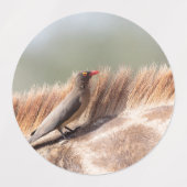 Oxpecker, wir haben Giraffe Etiketten (Design 1)