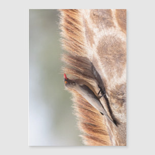 Oxpecker, wir haben Giraffe Magnetkarte