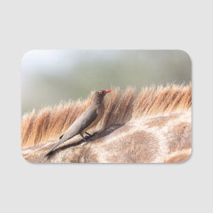 Oxpecker, wir haben Giraffe Namensschild