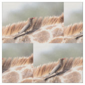 Oxpecker, wir haben Giraffe Stoff (Nahaufnahme)