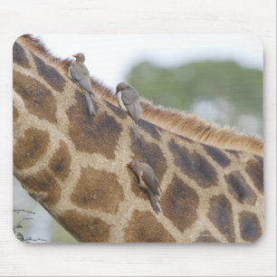 Oxpeckers auf Giraffe, Kruger Nationalpark, Mousepad