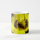 Oxythyrea Funesta Beetles Bug Tasse (Mittel)