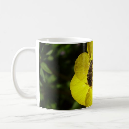 Oxythyrea Funesta Beetles Bug Tasse (Links)