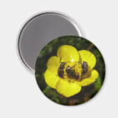 Oxythyrea Funesta Beetles Magnet (Vorderseite/Rückseite)