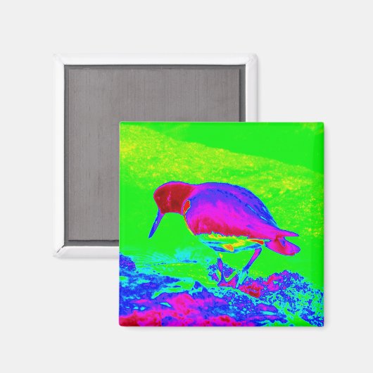 Oyster Catcher Magnet (Vorderseite/Rückseite)