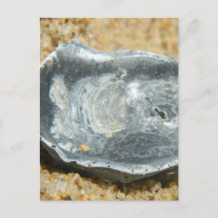 Oyster-Muschel im Sand Postkarte