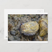 Oyster-Muschel Postkarte (Vorne/Hinten)