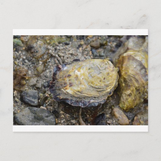 Oyster-Muschel Postkarte (Vorderseite)