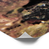 Oyster Toad Portrait Poster (Ecke)