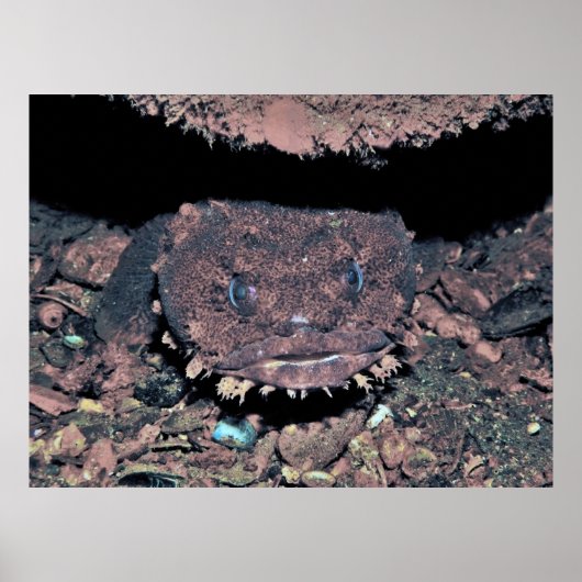 Oyster Toadfish Poster (Vorne)
