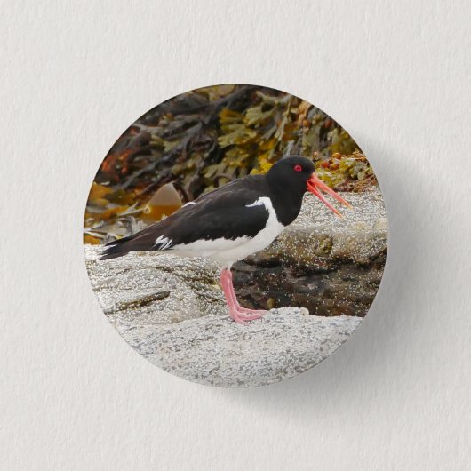 Oystercatcher-Abzeichen Button (Vorderseite)