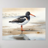 Oystercatcher Bird Art Print Poster (Vorne)