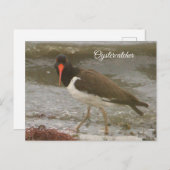 Oystercatcher Foto Postkarte (Vorne/Hinten)