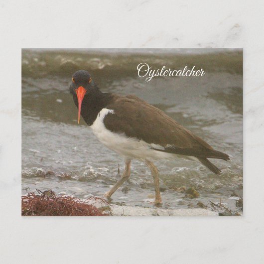 Oystercatcher Foto Postkarte (Vorderseite)