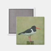 Oystercatcher Magnet (Vorderseite/Rückseite)