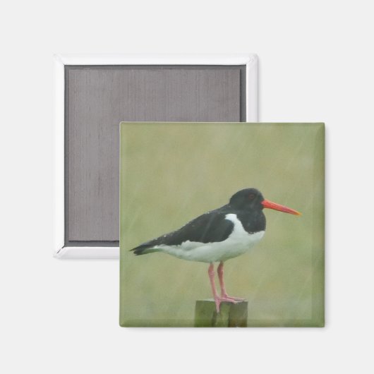 Oystercatcher Magnet (Vorderseite/Rückseite)
