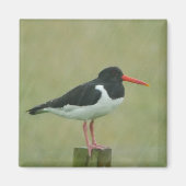 Oystercatcher Magnet (Vorne)