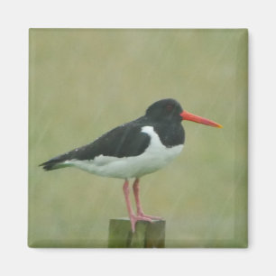 Oystercatcher Magnet