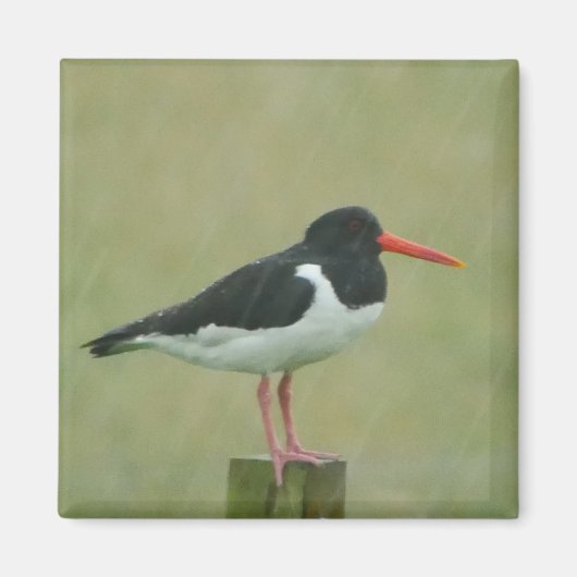 Oystercatcher Magnet (Vorne)