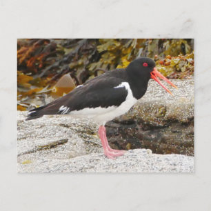 Oystercatcher Postcard Feiertagspostkarte