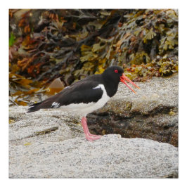 Oystercatcher Poster