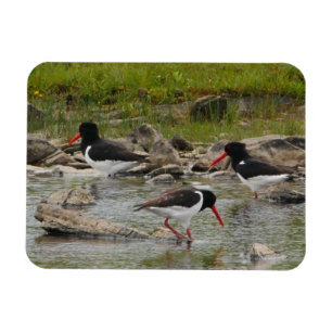 Oystercatchers Magnet