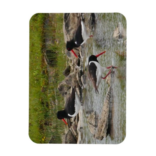Oystercatchers Magnet (Vertikal)