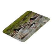Oystercatchers Magnet (Linke Seite)