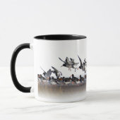 Oystercatchers Tasse füttern (Links)