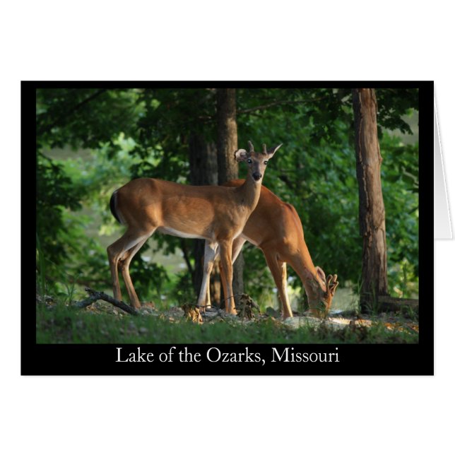 Ozark Deer (Titel) (Vorderseite (Horizontal))