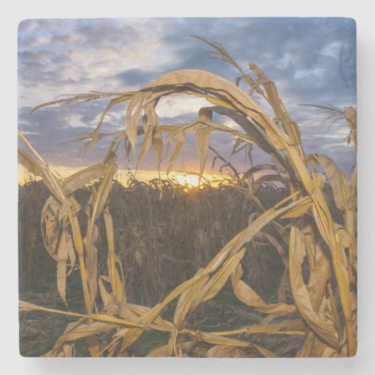 Ozarks Harvest Steinuntersetzer (Vorderseite)