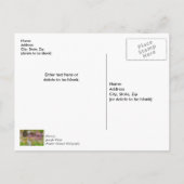 Ozarks Waterfall Spring Bluff Postkarte (Rückseite)