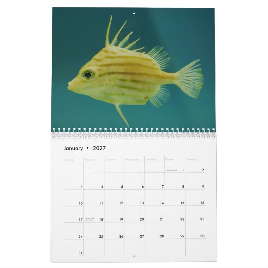 Ozean-Tier-Fotografie-Kalender Kalender (Jan 2027)