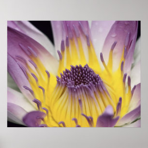 Ozeanien, Fidschi, Lila Panama Pacifica, Nymphea Poster