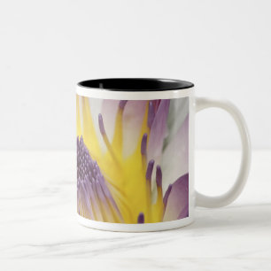 Ozeanien, Fidschi, Lila Panama Pacifica, Nymphea Zweifarbige Tasse