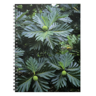 Ozeanien, Südpazifik, Französisch-Polynesien, Notizblock