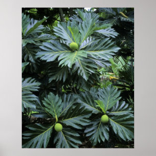 Ozeanien, Südpazifik, Französisch-Polynesien, Poster