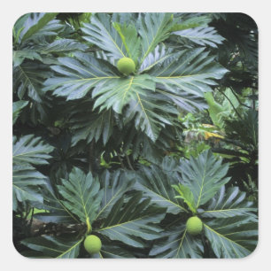 Ozeanien, Südpazifik, Französisch-Polynesien, Quadratischer Aufkleber