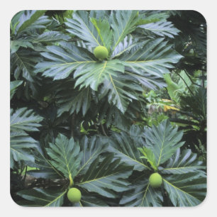 Ozeanien, Südpazifik, Französisch-Polynesien Quadratischer Aufkleber