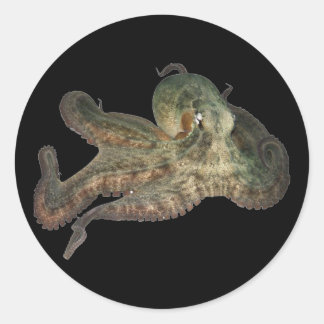 Ozeanoktopus octapus runder aufkleber