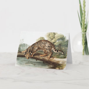 Ozelot, Leopard Cat (Felis pardalis) Illustration Karte