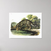 Ozelot, Leopard-Cat (Leopardus pardalis) - Audubon Leinwanddruck (Vorderseite)
